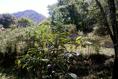 Foto de terreno habitacional en venta en casuarinas , la basilia, uruapan, michoacán de ocampo, 2127050 No. 02