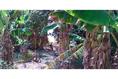 Foto de terreno habitacional en venta en  , higueral, tuxpan, veracruz de ignacio de la llave, 1683707 No. 14