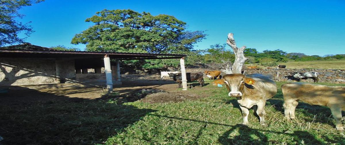 Rancho en Agostadero, Jalisco en Venta ID 11353629