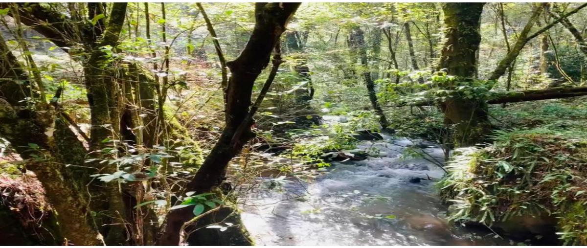 Terreno Habitacional en Cerro Gordo, México en V...