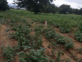 Foto de terreno comercial en venta en Del Carmen, Villa de Zaachila, Oaxaca, 25882419,  no 01