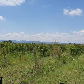 Foto de casa en venta en  , coplamar, cosío, aguascalientes, 11233312 No. 01