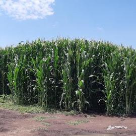 Foto de casa en venta en  , cosío centro, cosío, aguascalientes, 11233316 No. 01