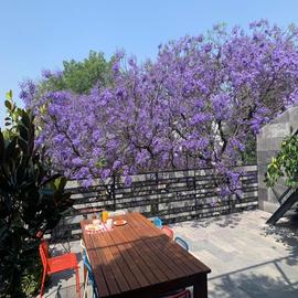 Foto de departamento en venta en lafontaine , polanco iii sección, miguel hidalgo, df / cdmx, 27291558 No. 01