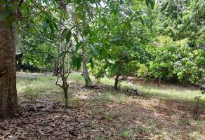 Foto de inmueble en Juana Moza, Col. Campestre Alborada C.P. 92893, Tuxpan