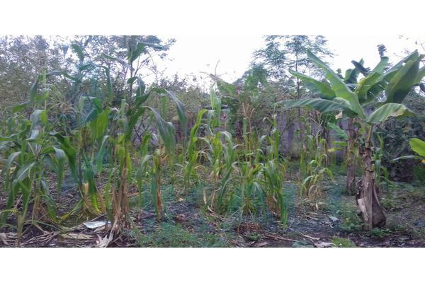 Foto de terreno habitacional en venta en  , arroyo del maíz, poza rica de hidalgo, veracruz de ignacio de la llave, 6765769 No. 07