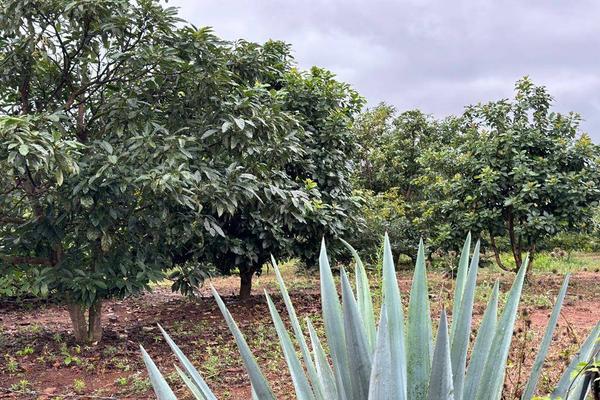 Foto de inmueble en  , Col. Santa Inés de Valladares C.P. 59970, Tocumbo