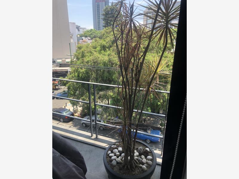 Foto de departamento en venta en patricio sanz 822, del valle centro, benito juárez, df / cdmx, 24991414 No. 02